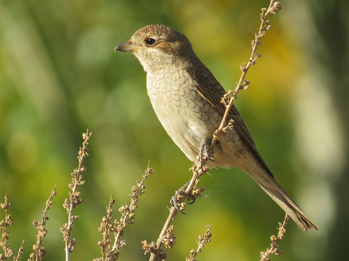 Red-backed Shrike