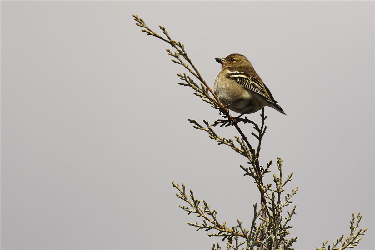 Common Chaffinch