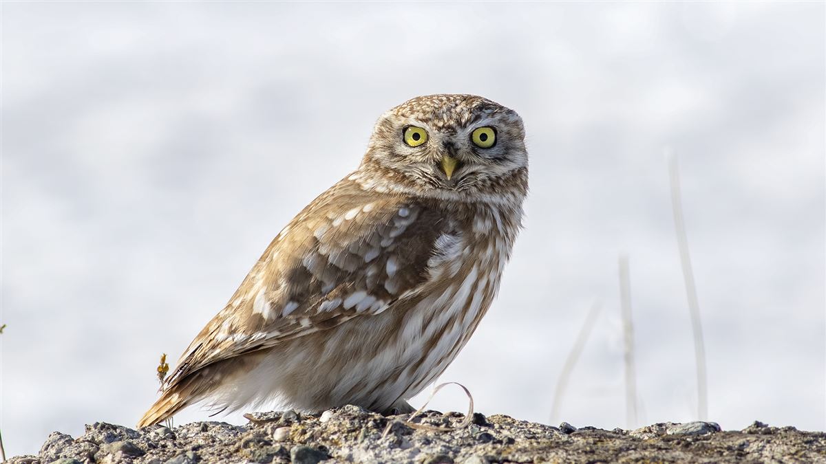 Little Owl