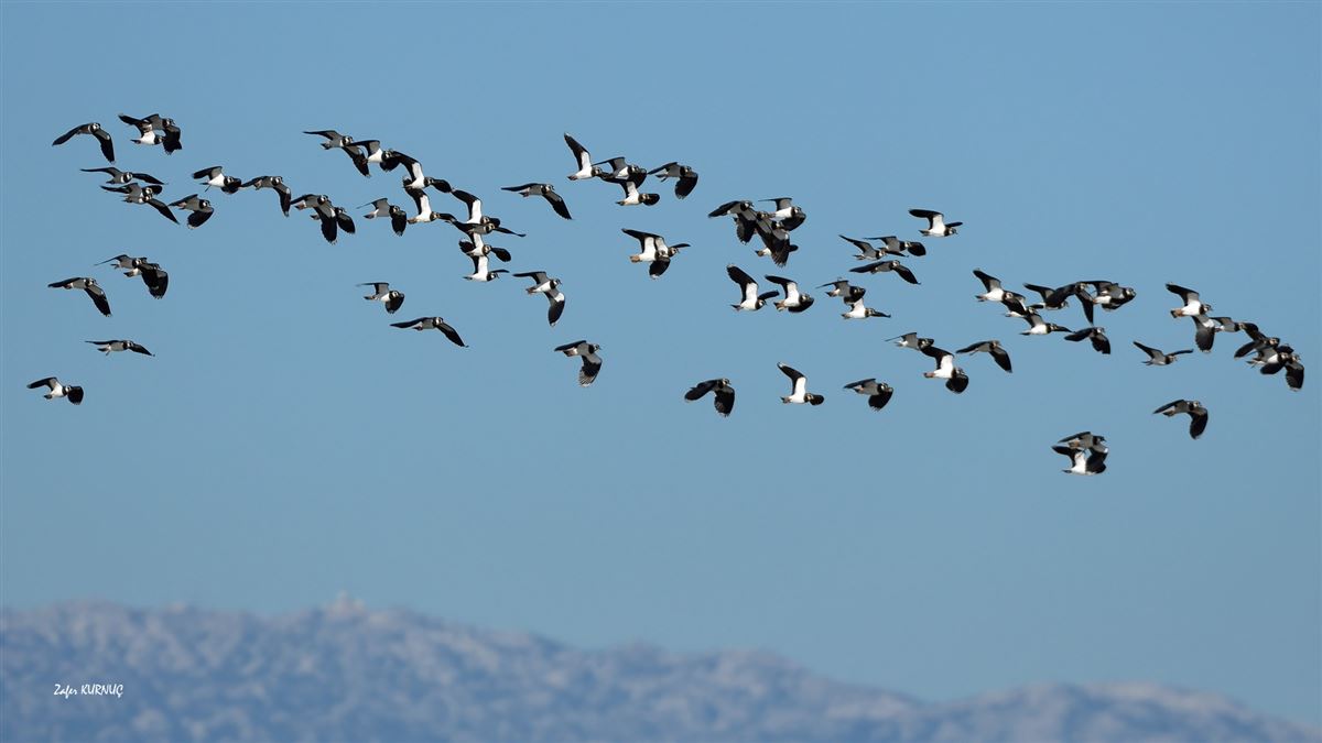Northern Lapwing