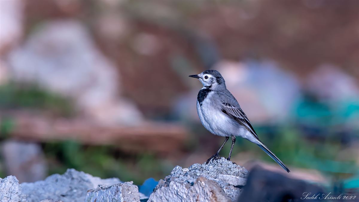 White Wagtail