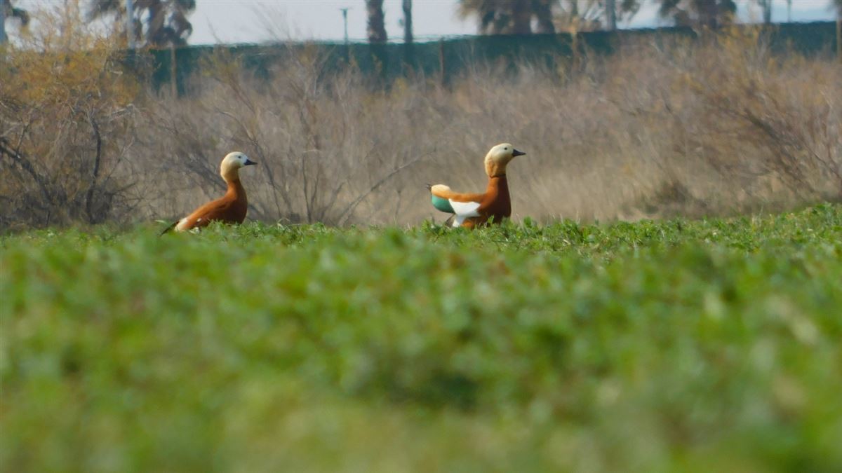 Ruddy Shelduck
