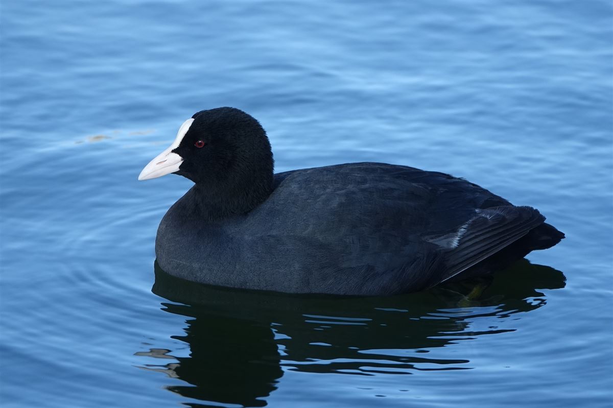 Eurasian Coot
