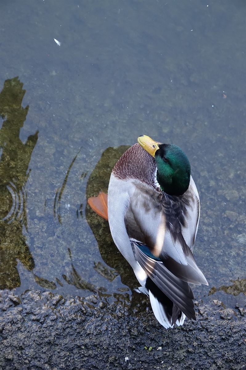Mallard