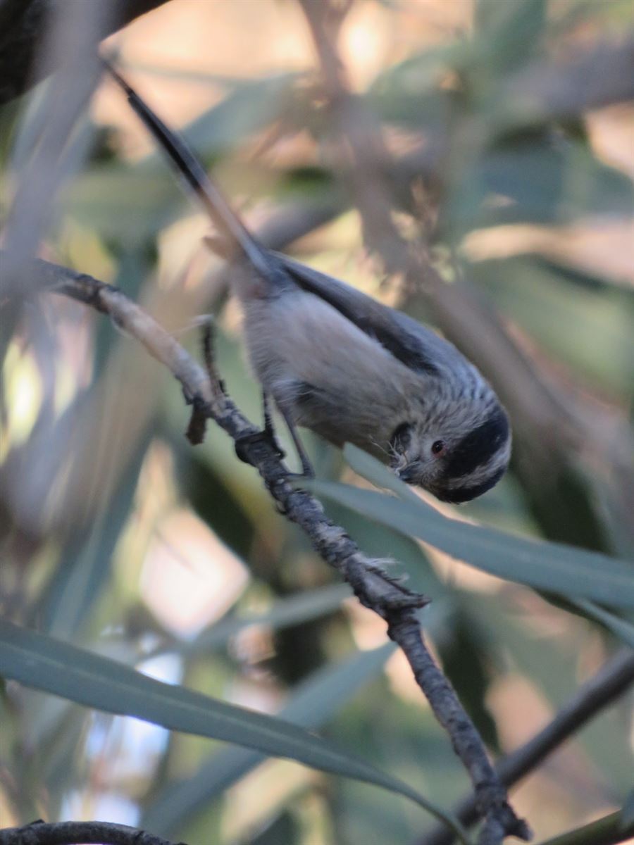 Long-tailed Tit