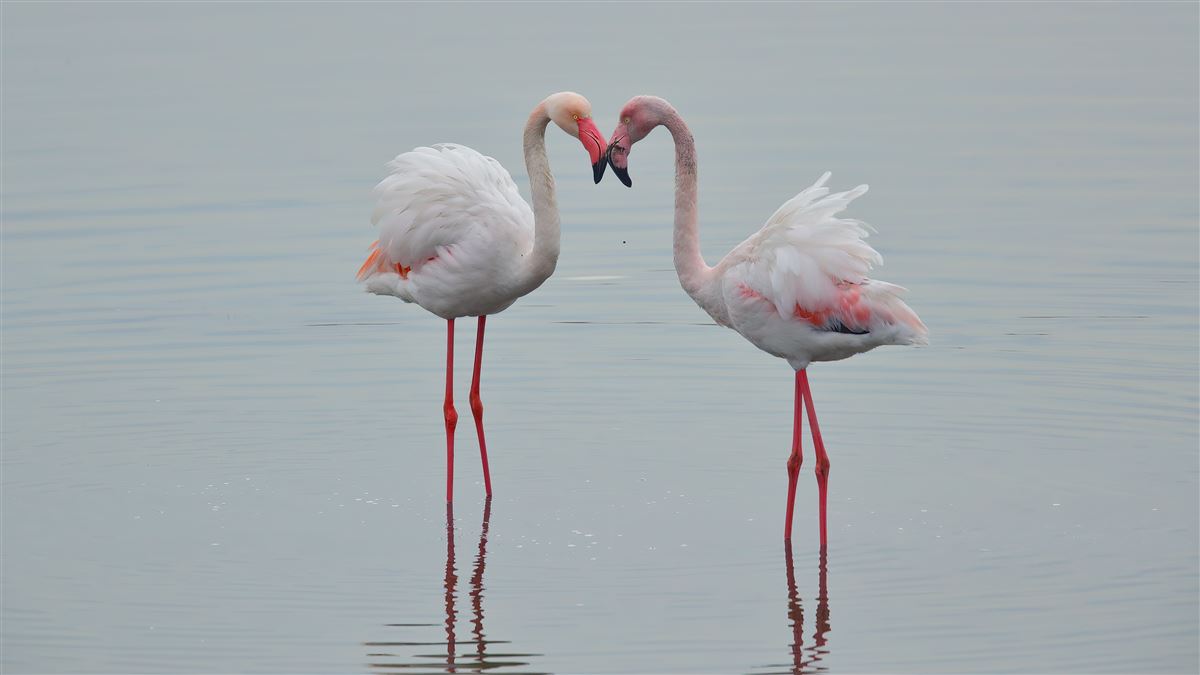 Greater Flamingo