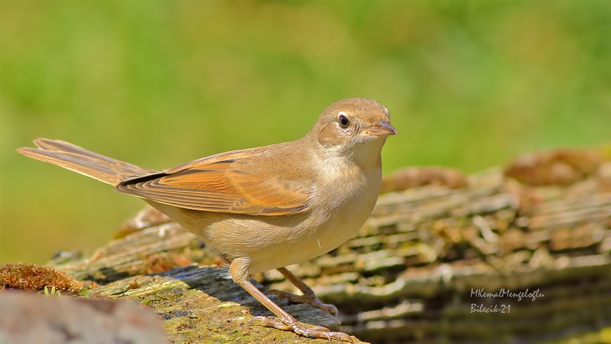 Common Whitethroat