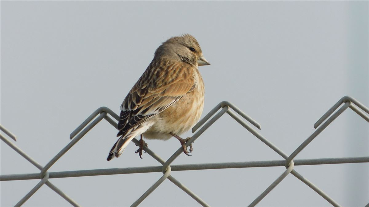 Common Linnet