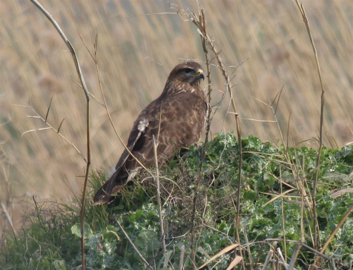 Common Buzzard