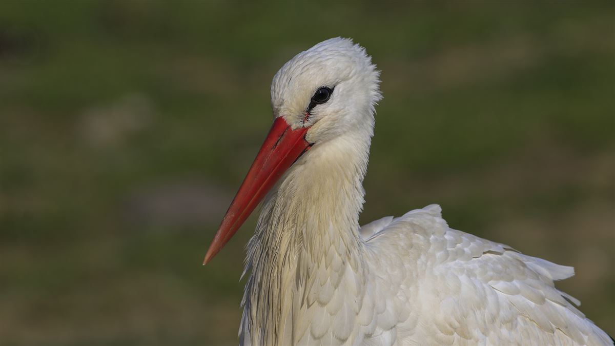White Stork