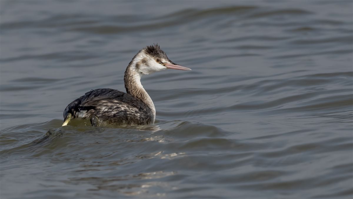 Great Crested Grebe