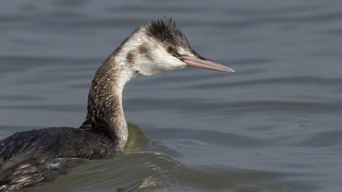 Great Crested Grebe