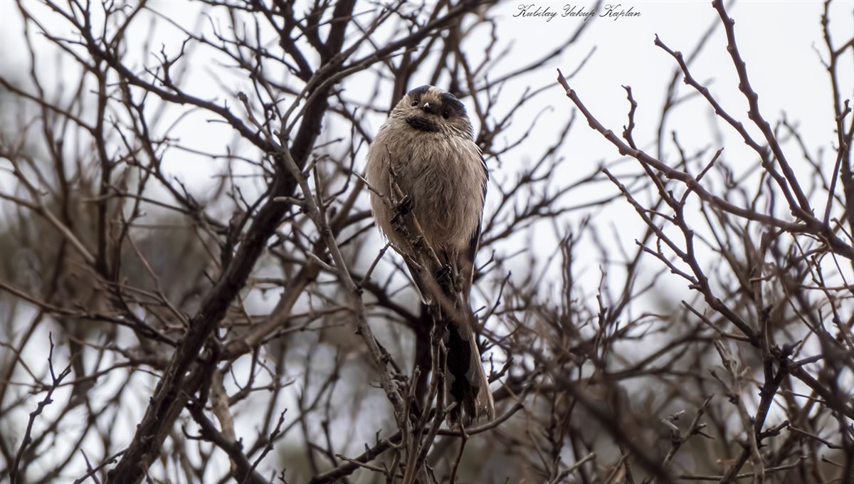Long-tailed Tit