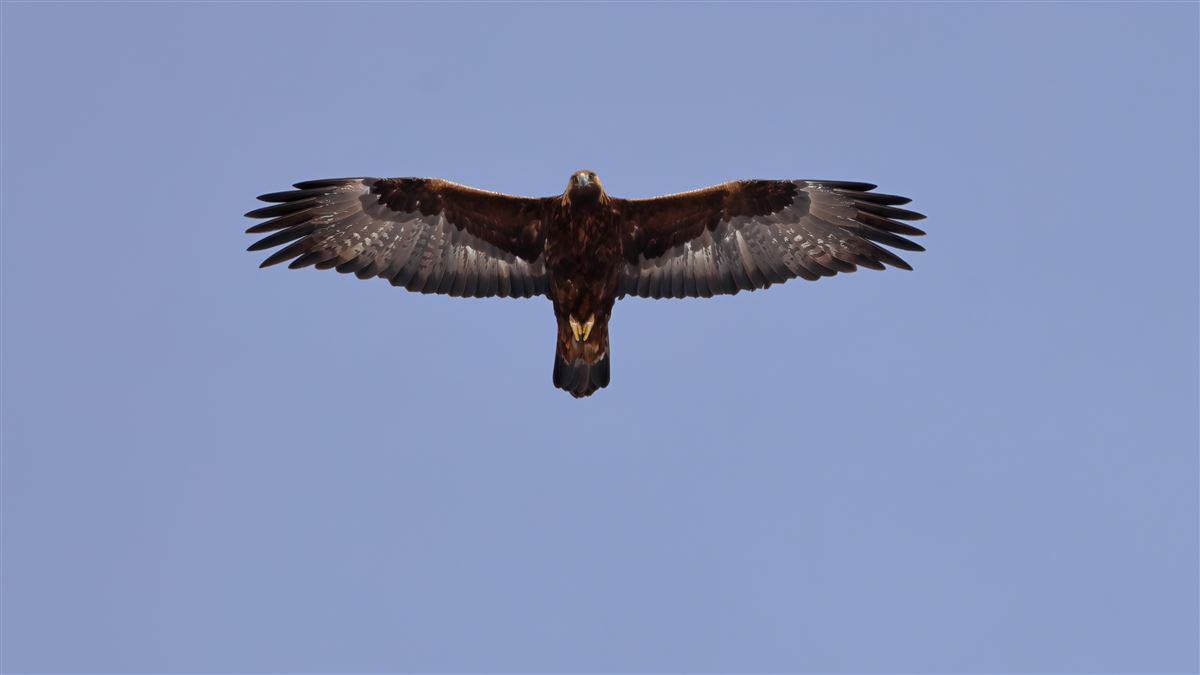 Golden Eagle