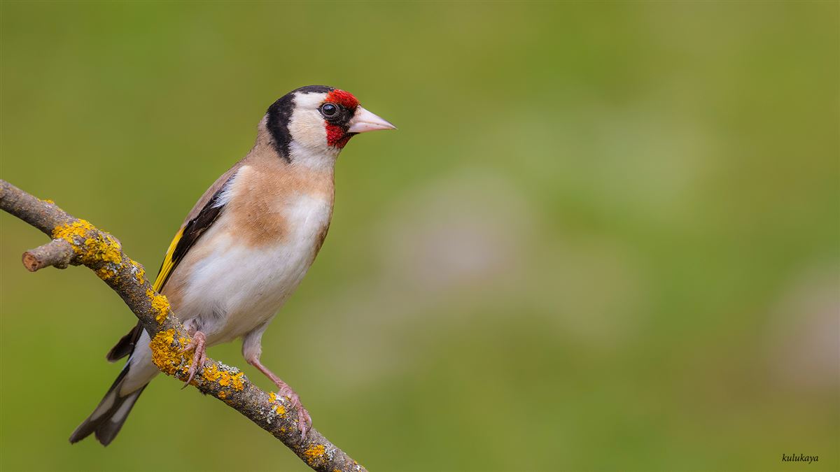 European Goldfinch
