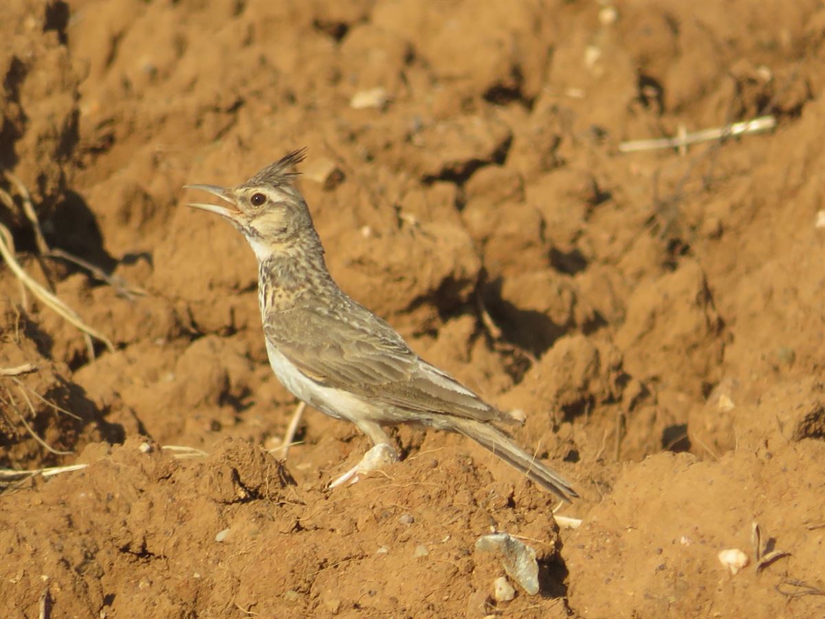 Crested Lark