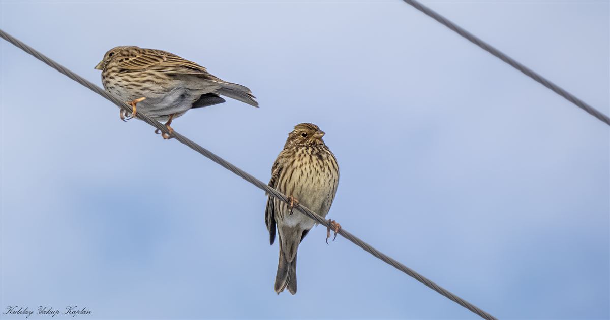 Corn Bunting