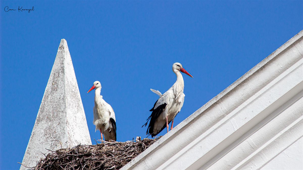 White Stork