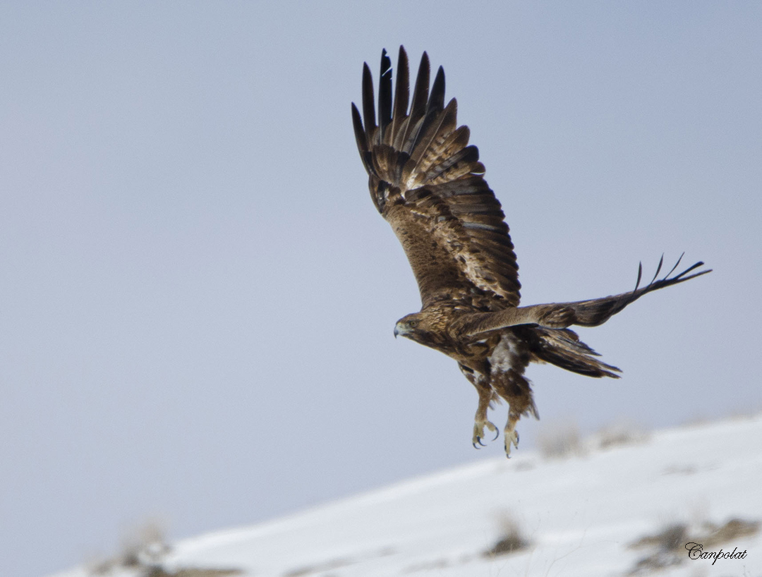 Golden Eagle