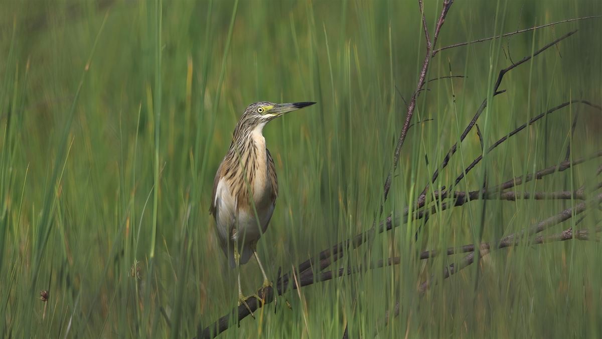 Squacco Heron