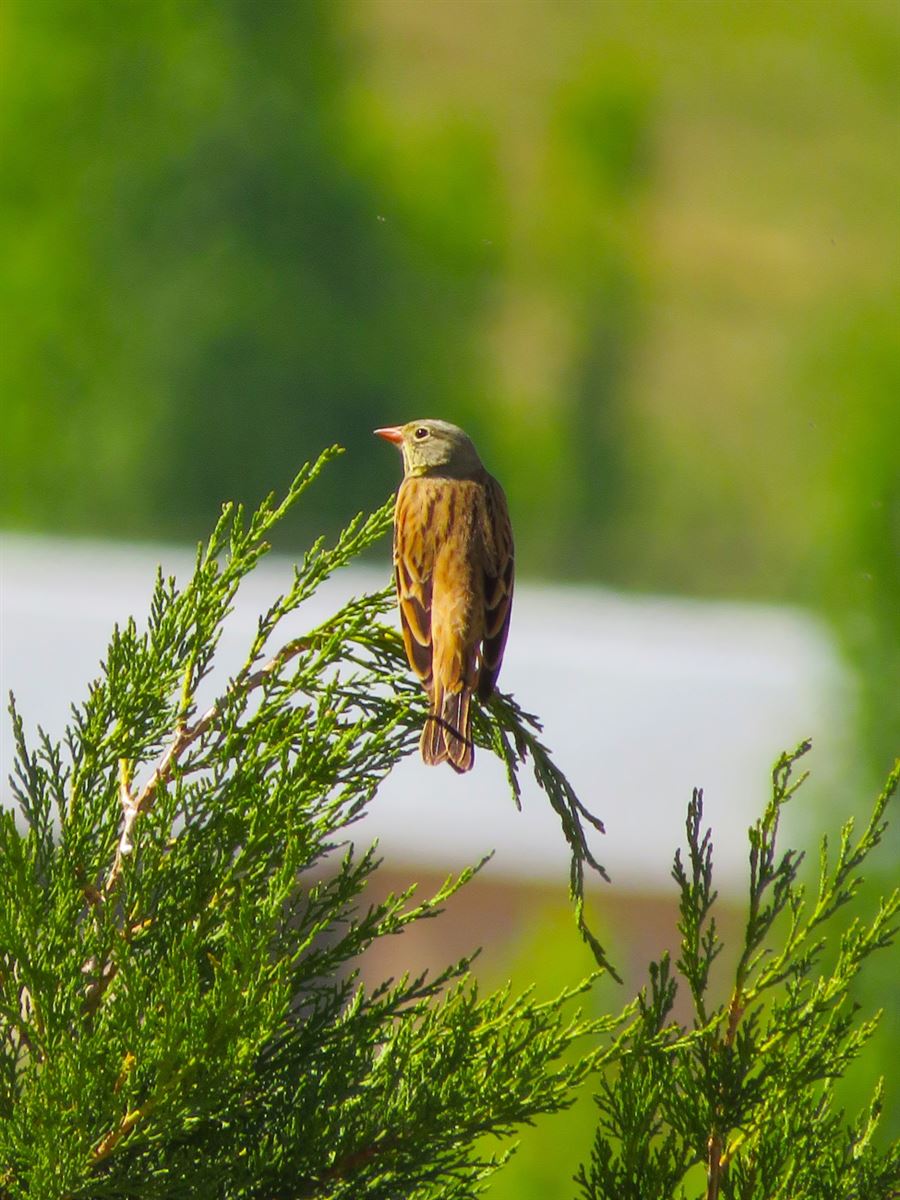 Ortolan Bunting