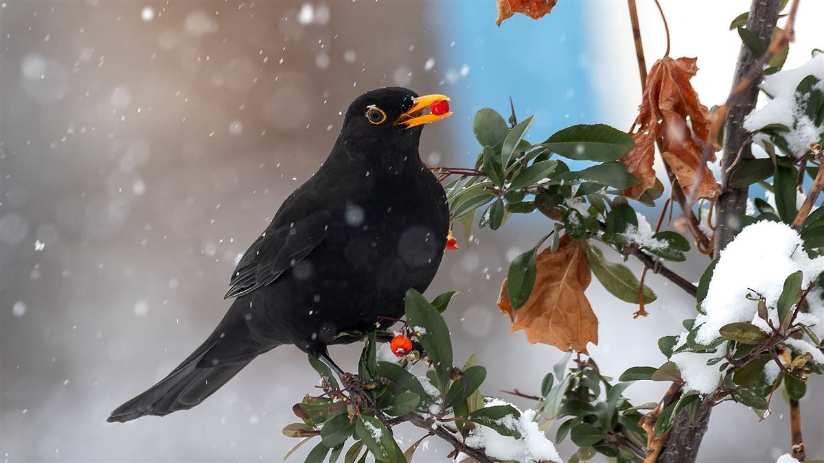 Common Blackbird