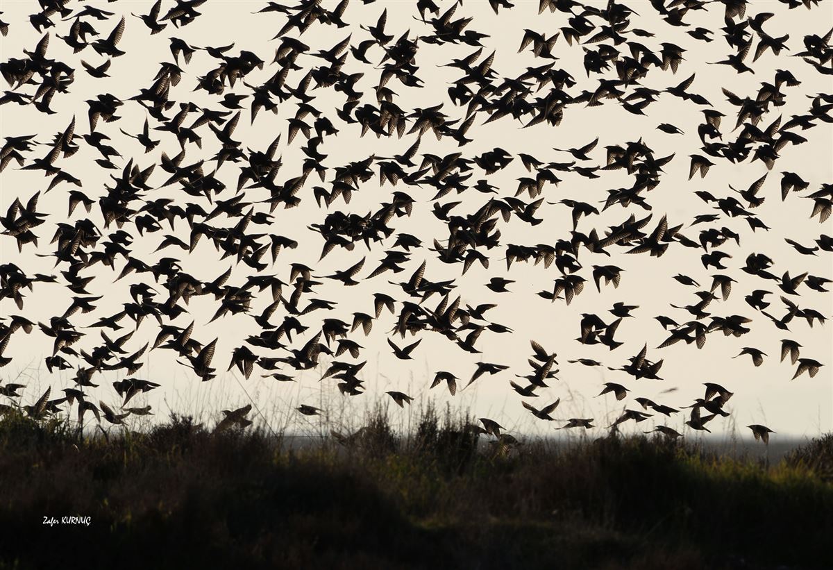 Common Starling