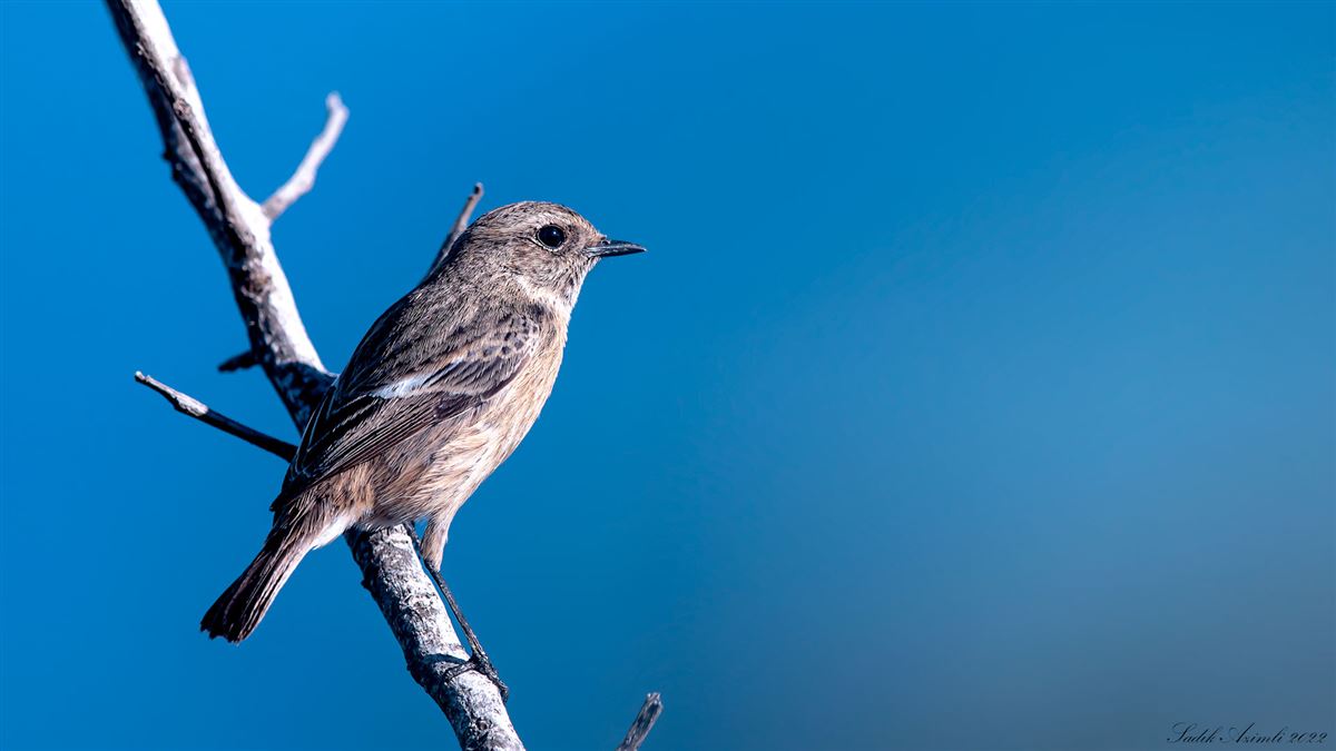 European Stonechat