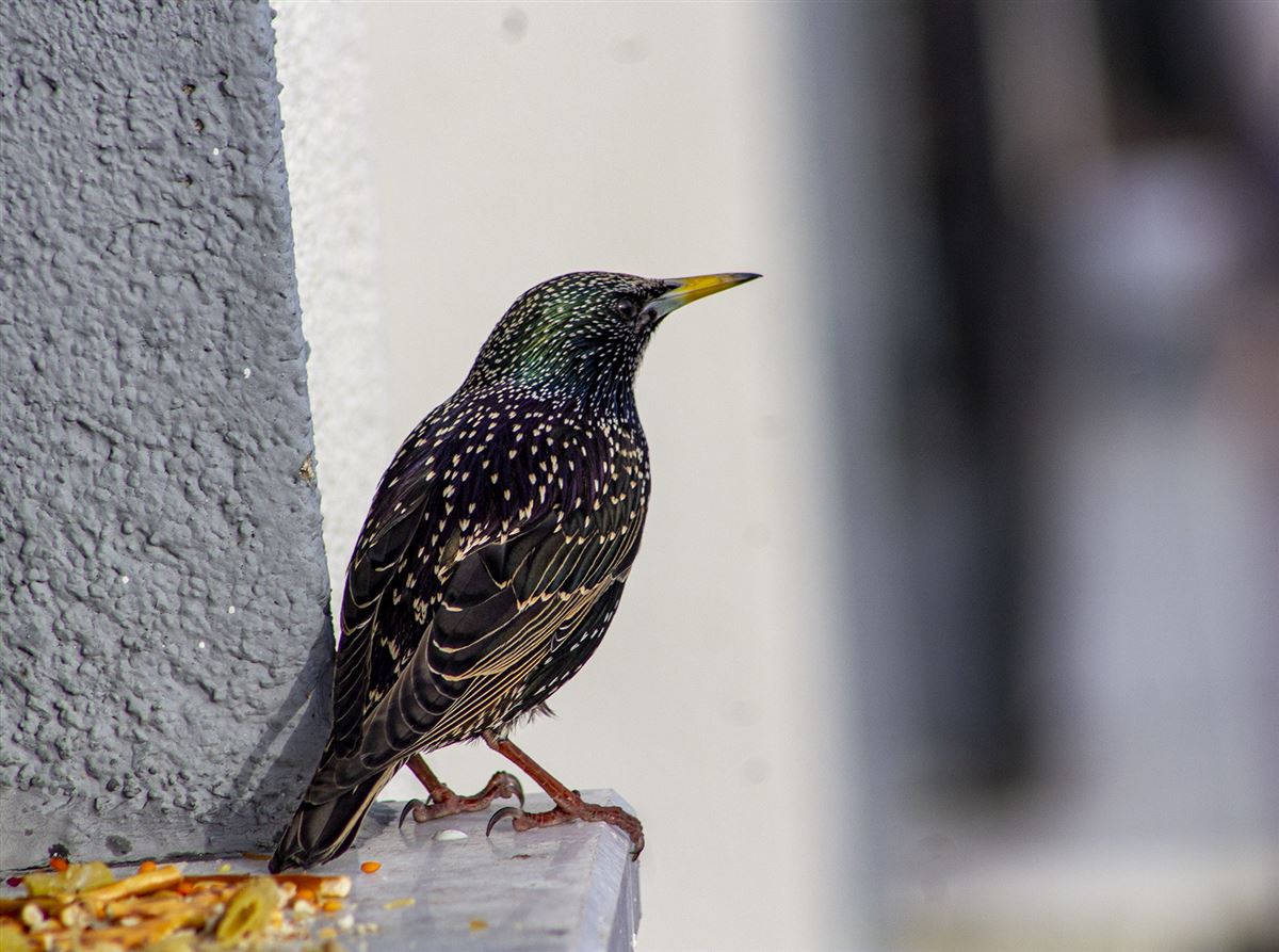 Common Starling