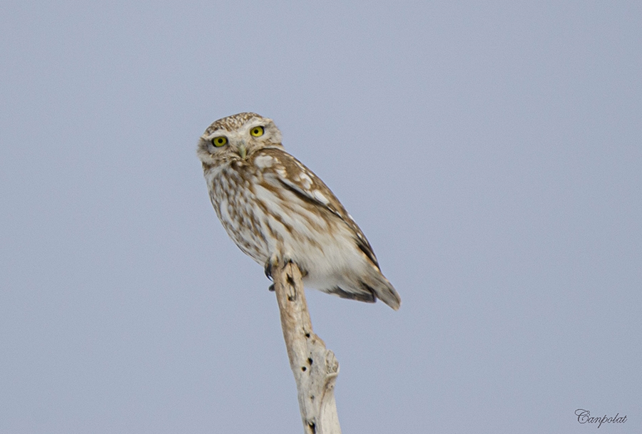 Little Owl