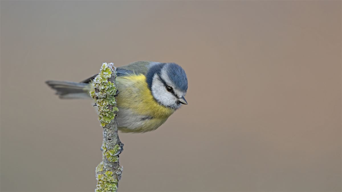 Eurasian Blue Tit