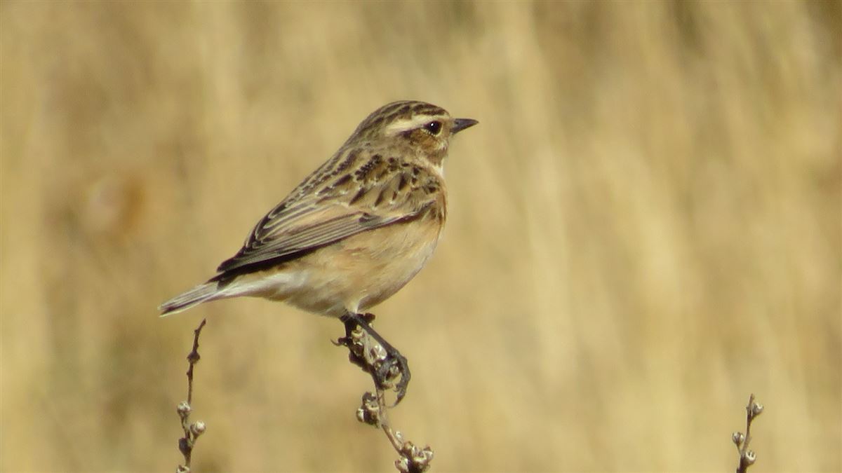 Whinchat