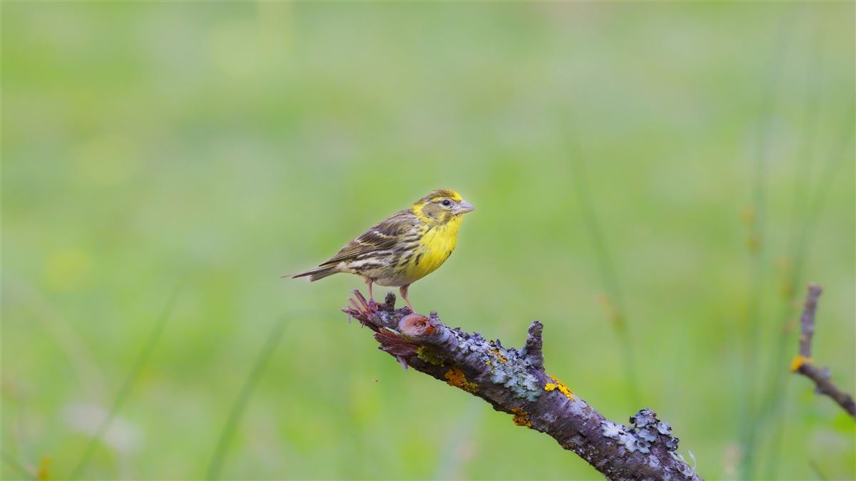 European Serin