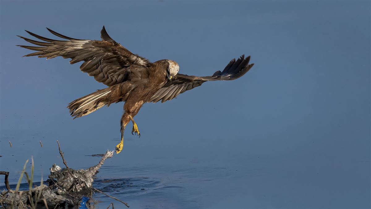 Western Marsh Harrier