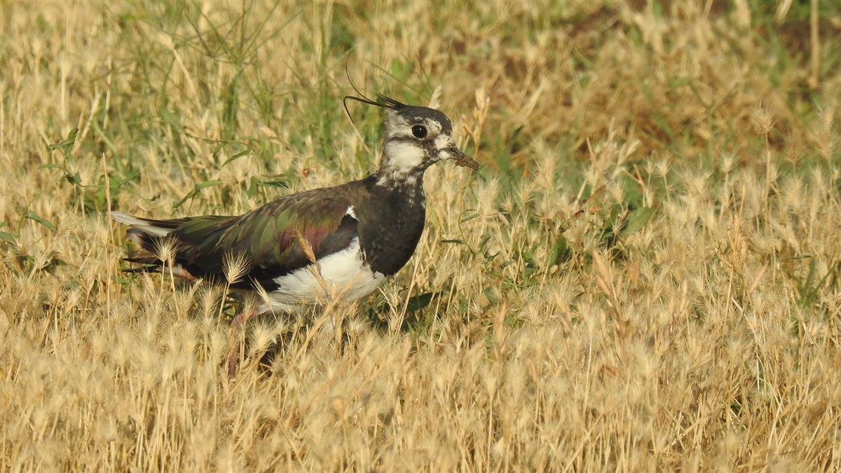 Northern Lapwing