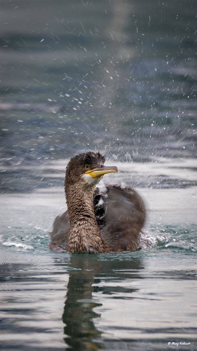Great Cormorant