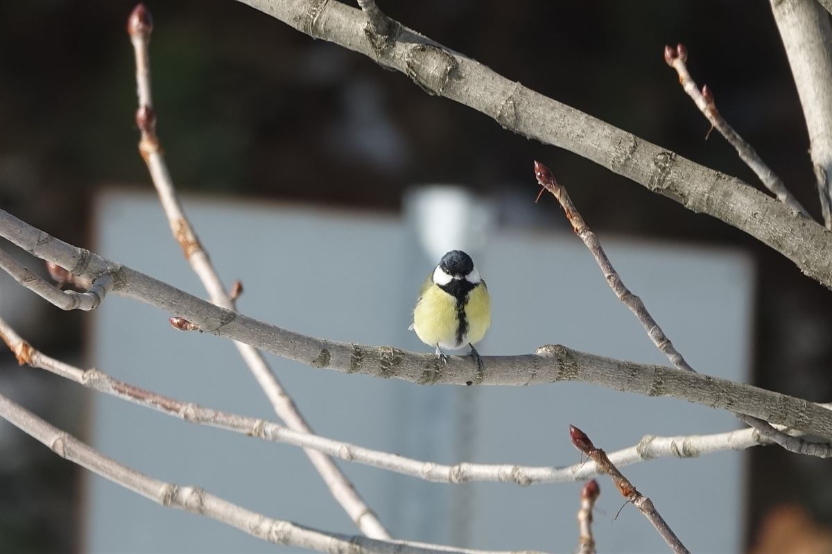 Great Tit