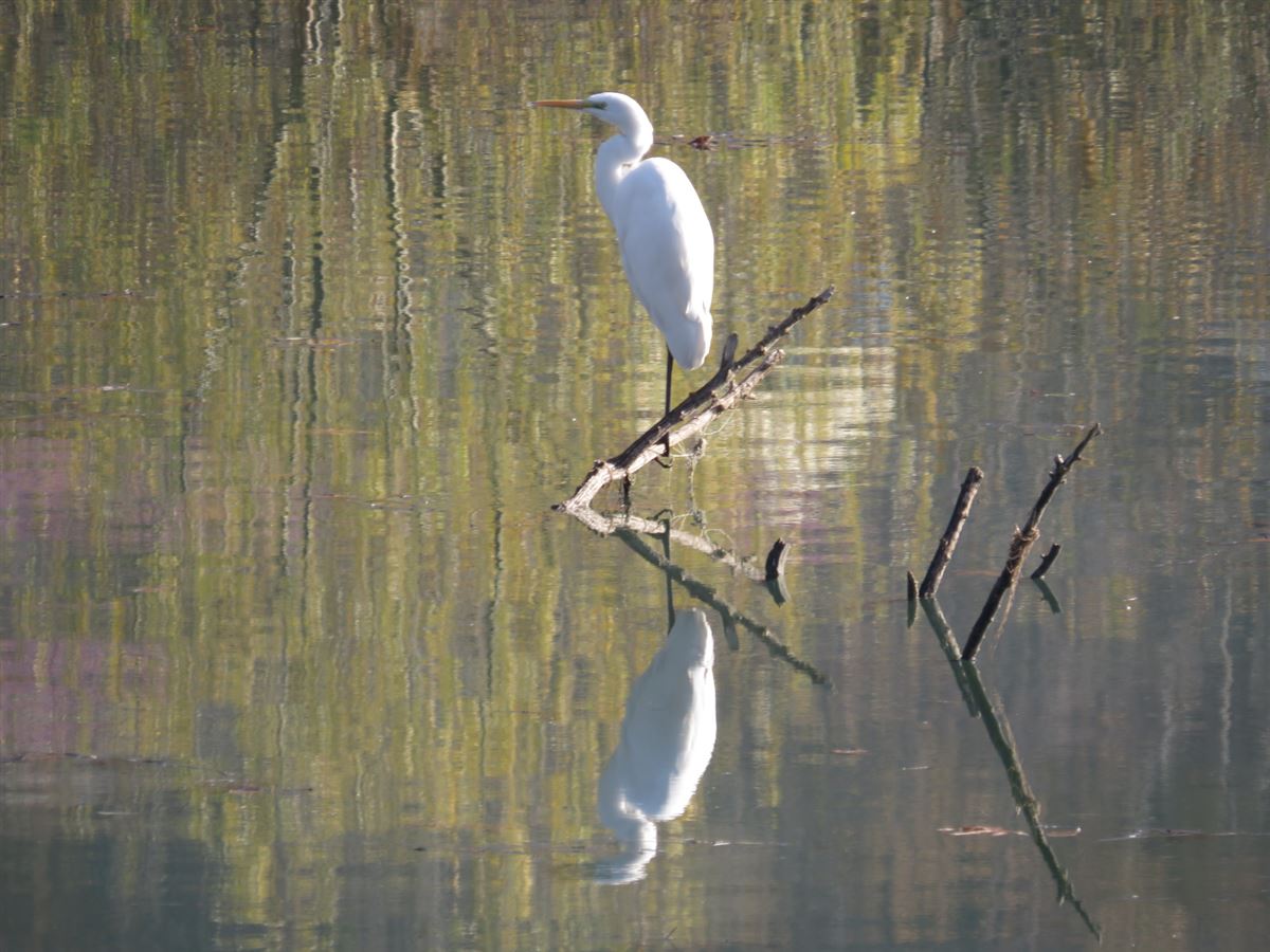 Great Egret