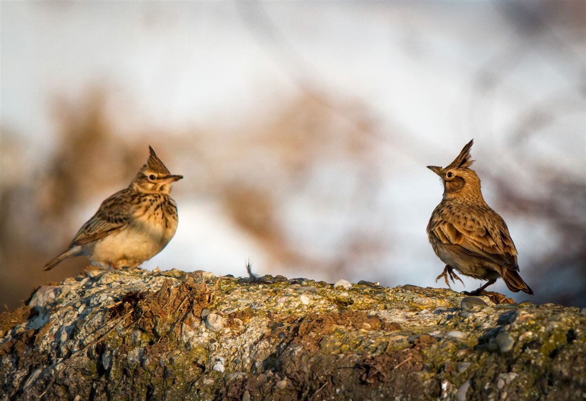 Crested Lark
