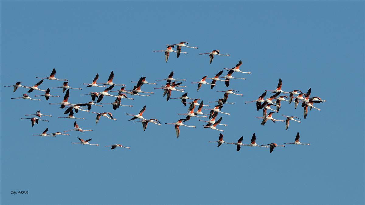 Greater Flamingo