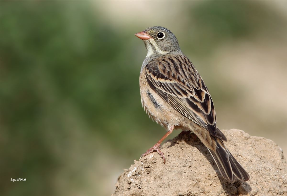 Ortolan Bunting