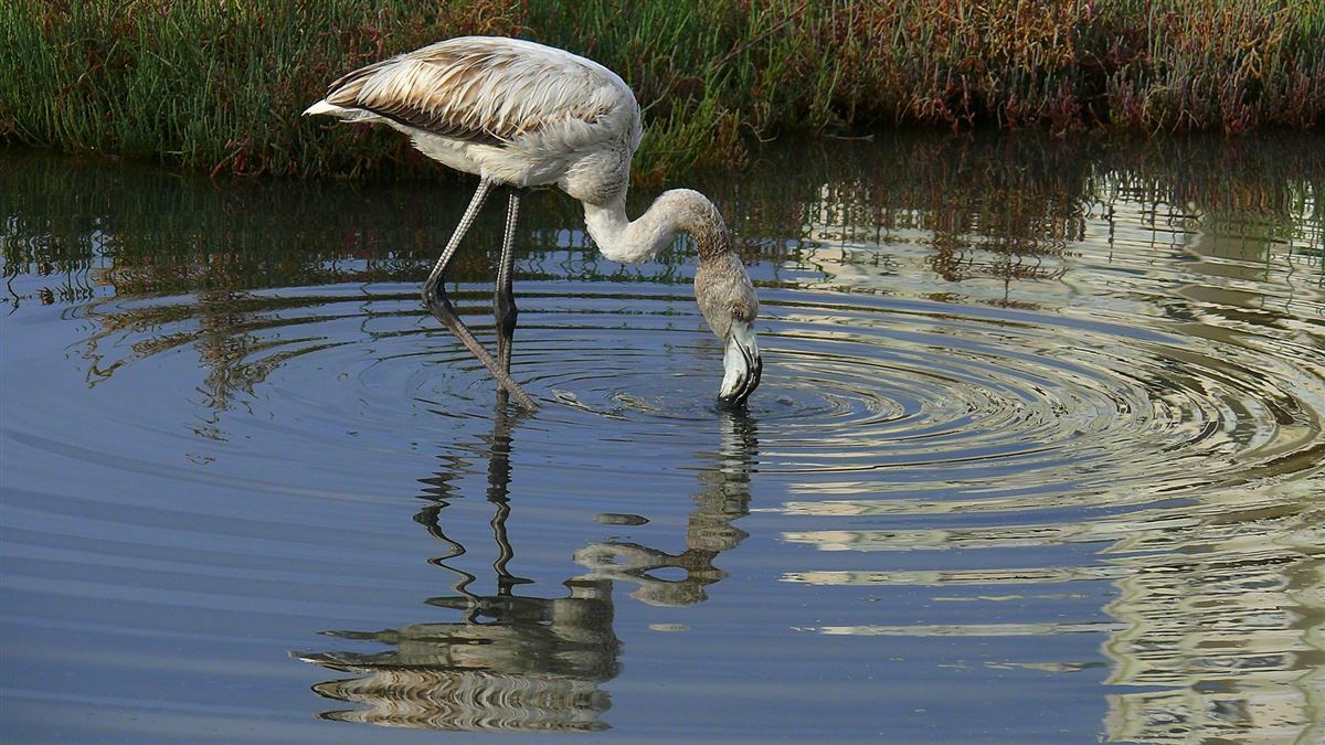 Greater Flamingo