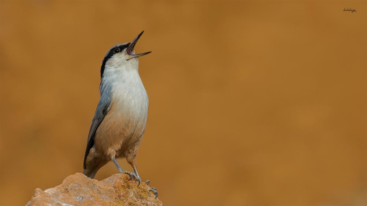 Western Rock Nuthatch