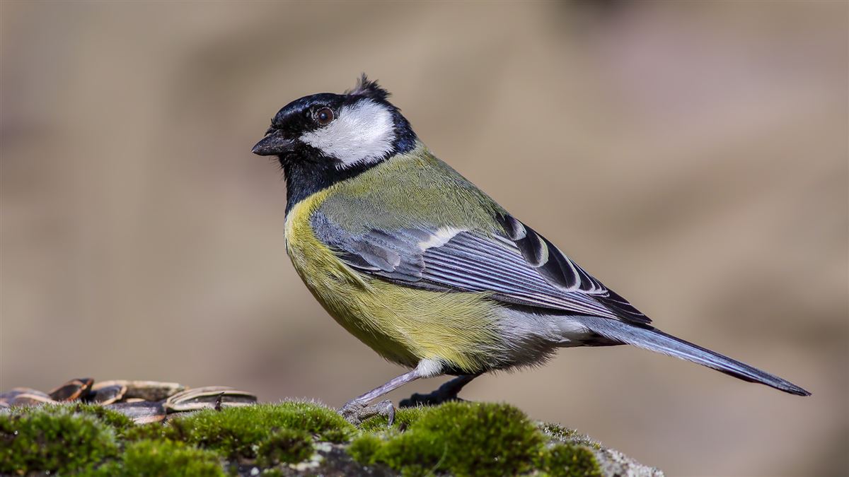 Great Tit