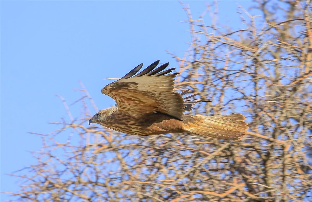 Long-legged Buzzard