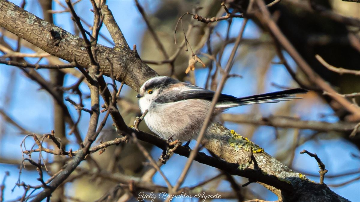 Long-tailed Tit