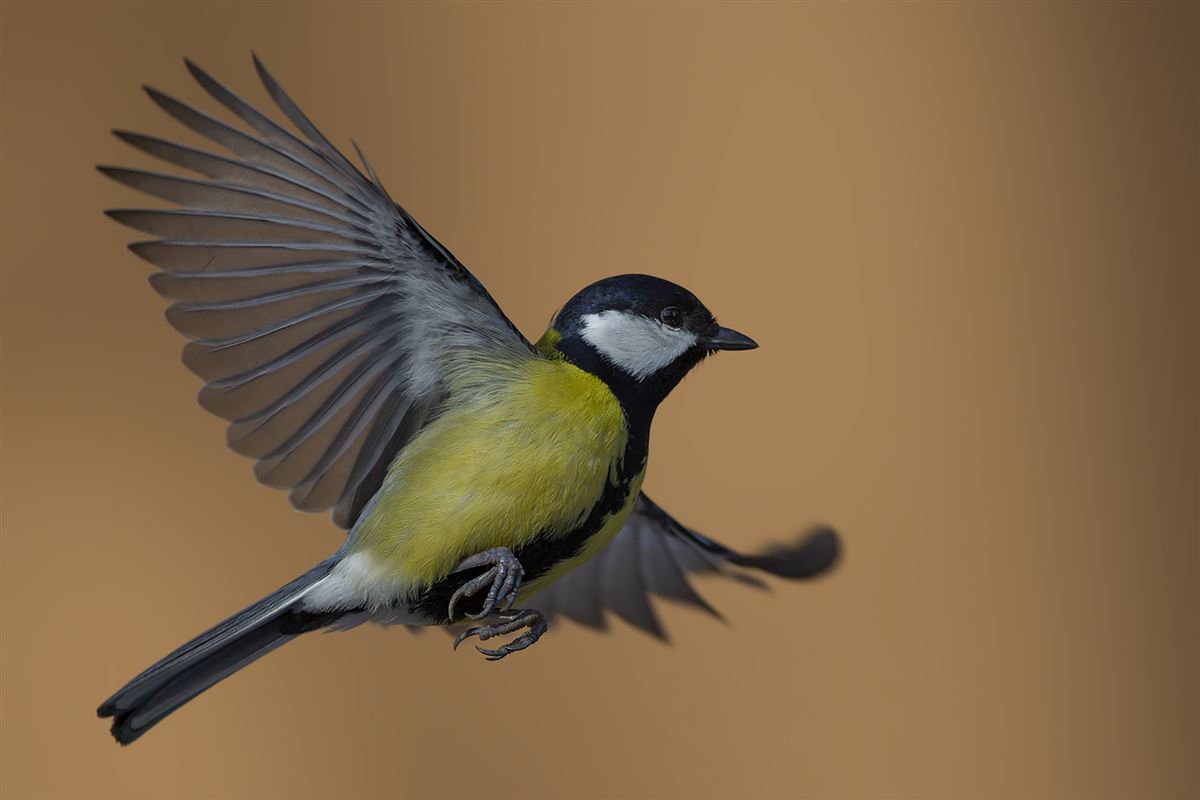 Great Tit