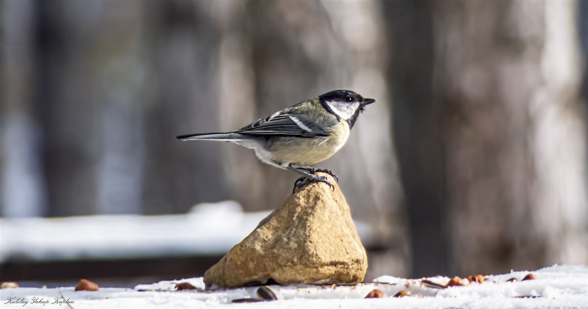 Great Tit