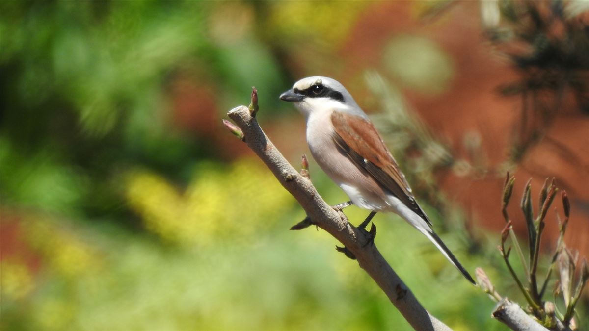 Red-backed Shrike