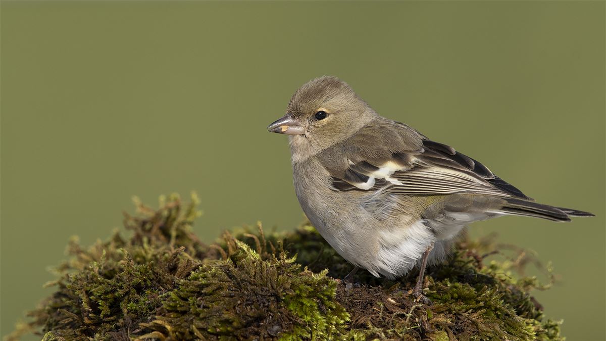 Common Chaffinch